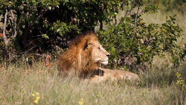 Löwe Moremi Wildreservat Botsuana — Stockfoto