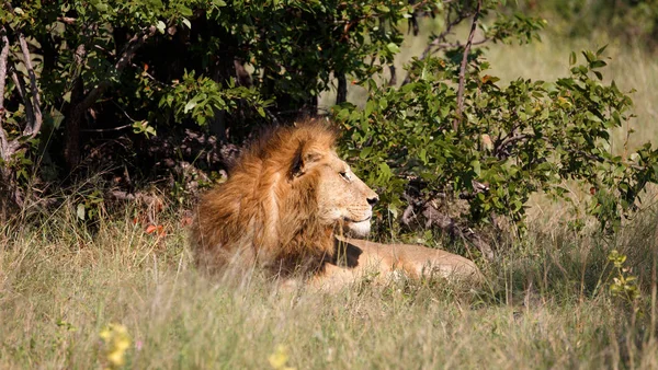León Reserva Juegos Moremi Botswana — Foto de Stock