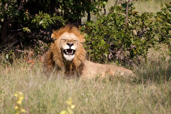 León Reserva Juegos Moremi Botswana — Foto de Stock