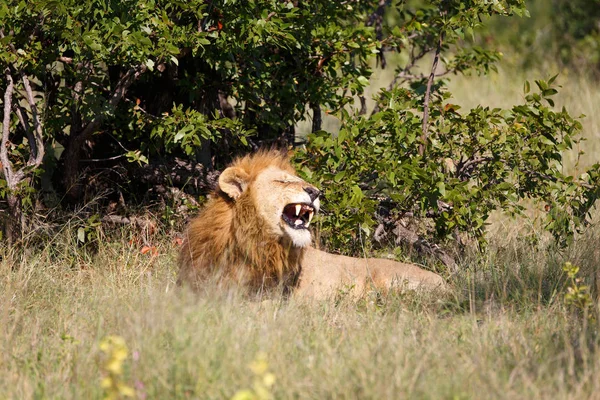 León Reserva Juegos Moremi Botswana — Foto de Stock