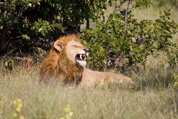 Lion Moremi Game Reserve Botswana — Stock Photo, Image
