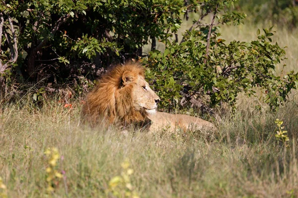 Leão Reserva Animais Moremi Botsuana — Fotografia de Stock