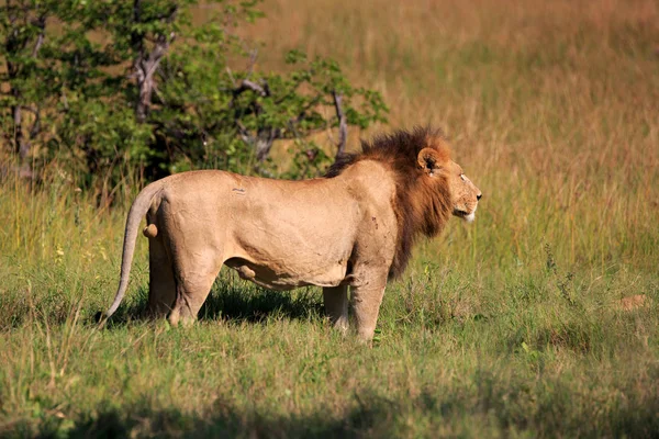 Lion Moremi Game Reserve Στην Μποτσουάνα — Φωτογραφία Αρχείου