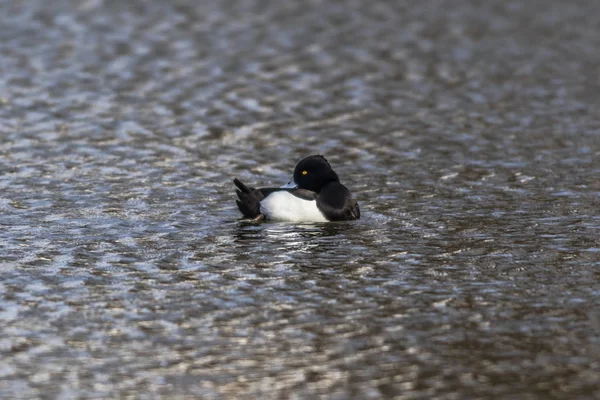 Quietscheente Auf Dem Wasser — Stockfoto