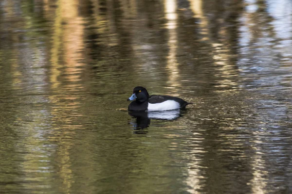 Anatra Tufted Sull Acqua — Foto Stock