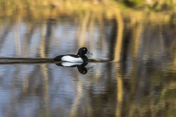 Pato Con Mechón Agua — Foto de Stock