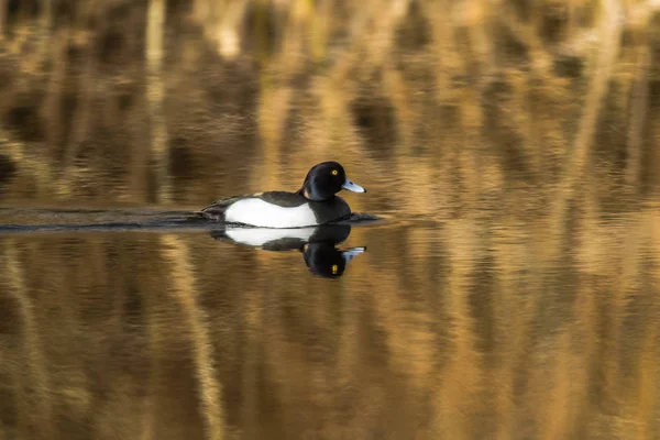 Tufted Duck Water — Stock Photo, Image