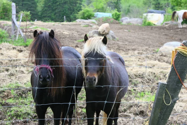 Chevaux Derrière Une Clôture Dans Une Ferme Rurale — Photo