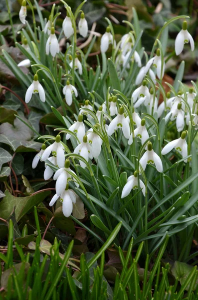 Weiße Frühling Schneeglöckchen Blumen Flora — Stockfoto