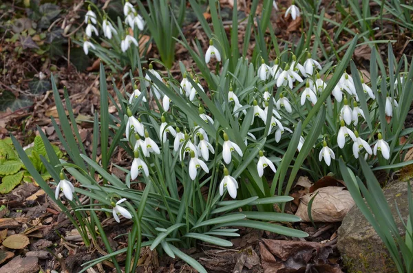 Snowdrops First Spring Flower — Stock Photo, Image