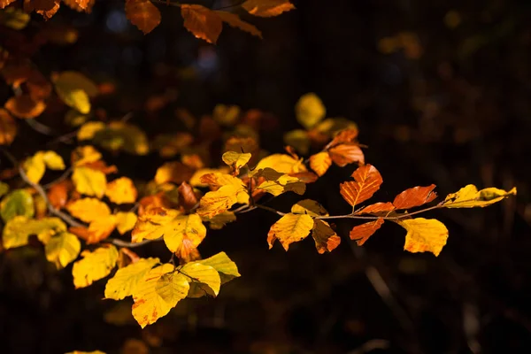 Foliage Autumn Foliage — Stock Photo, Image