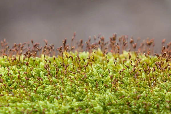 Primer Plano Una Planta Cactus — Foto de Stock