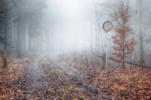 Forest Fog — Stock Photo, Image