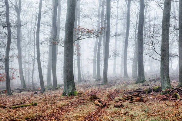 Bosque Niebla — Foto de Stock