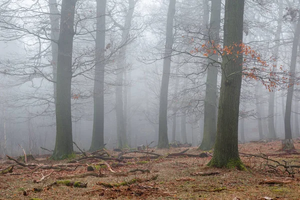 Bosque Niebla — Foto de Stock
