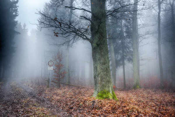 Wald Nebel — Stockfoto
