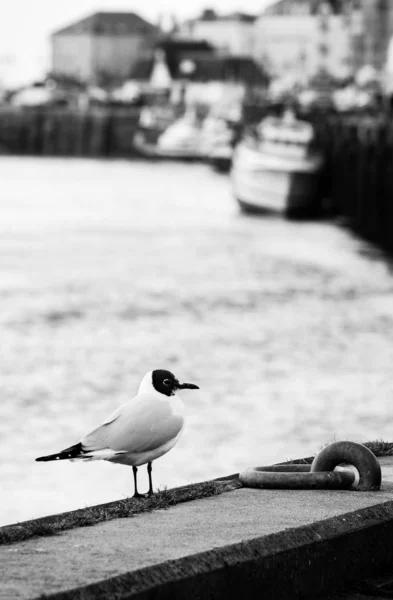 Gull Front Boats Trouville Harbor France — Stock Photo, Image