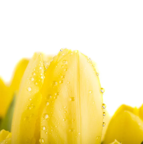 Žluté Tulipány Kapkami Vody — Stock fotografie