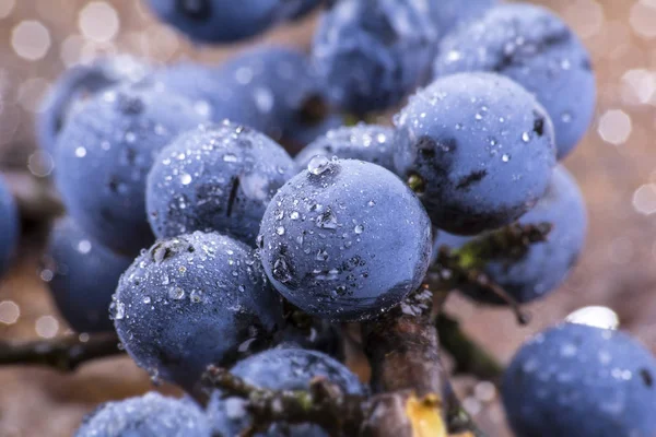 Frische Blaubeeren Garten — Stockfoto