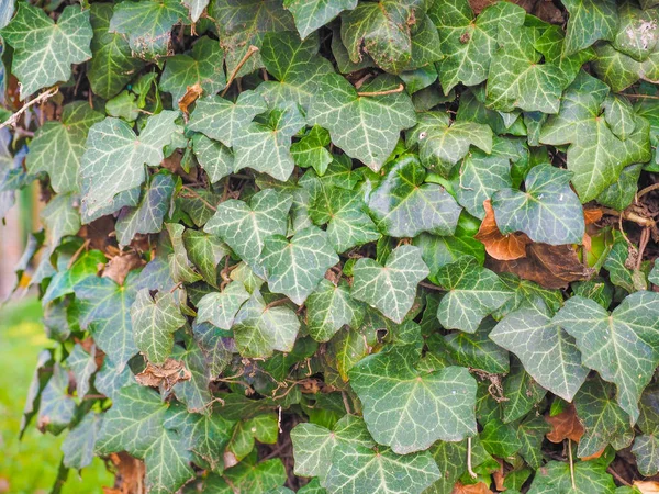 Zelené Břečťan Ponechává Užitečné Jako Pozadí — Stock fotografie