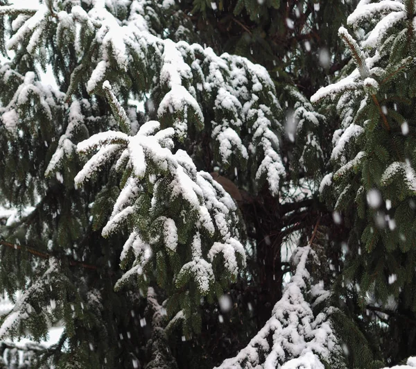 Χειμερινή Σκηνή Χιονίζει Ένα Πεύκο — Φωτογραφία Αρχείου