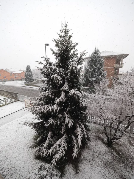 Cena Inverno Nevando Pinheiro — Fotografia de Stock