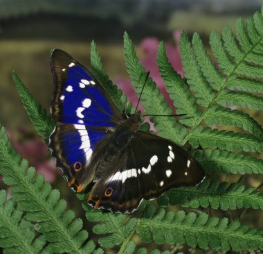 close up of butterfly in habitat, wildness concept   clipart