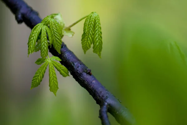 Φρεσκοβγαλμένα Φύλλα Κάστανου Μπροστά Από Ξεκλείδωτα Πράσινα Φόντο Την Άνοιξη — Φωτογραφία Αρχείου