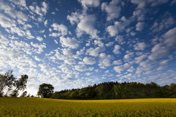 Blooming Rapeseed Fields Long Shadows Beautiful Clouds — Stock Photo, Image