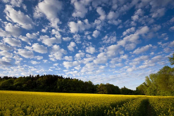 Campos Violación Florecientes Con Largas Sombras Hermosas Nubes — Foto de Stock