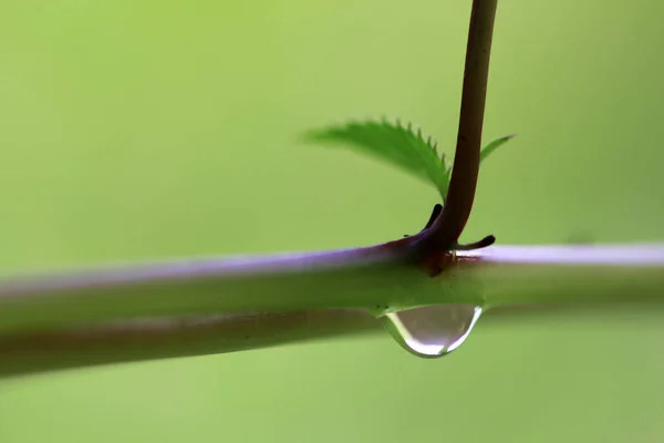 First Shoots Spring Cloudless Sky Photographed Close Plants Sunny Backlight — Stock Photo, Image