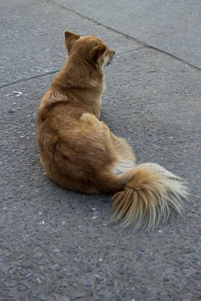 Perro Dormía Junto Paseo Peatonal —  Fotos de Stock