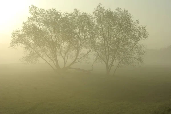 Mystical Trees Fog Elbwiesen Dresden — Stock Photo, Image