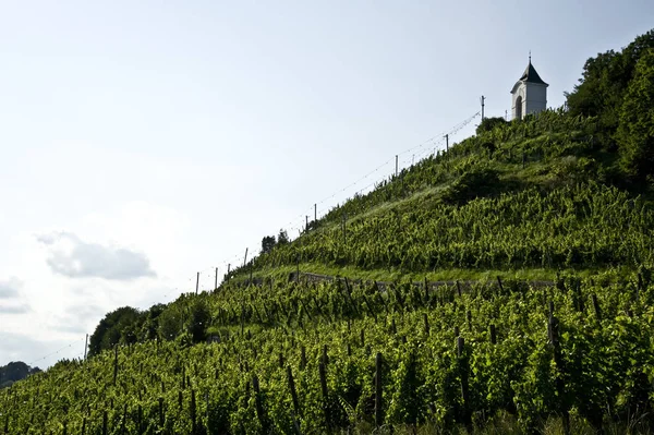 Vigneti Maribor Slovenia — Foto Stock