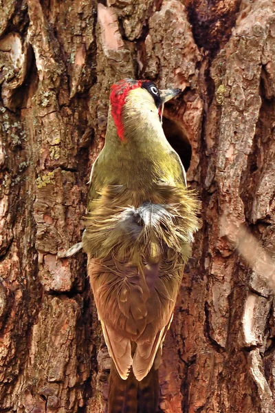 啄木鸟在自然界中 — 图库照片