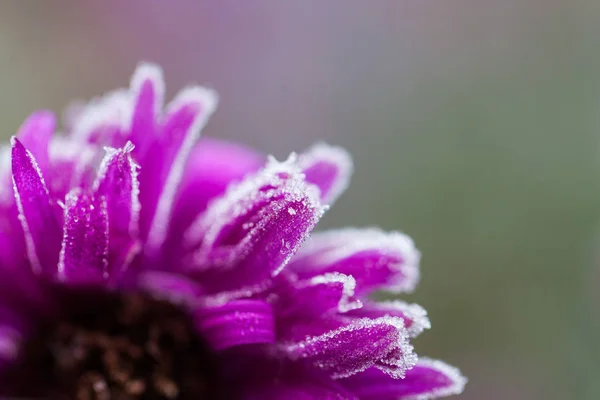 Fiore Con Cristalli Ghiaccio — Foto Stock