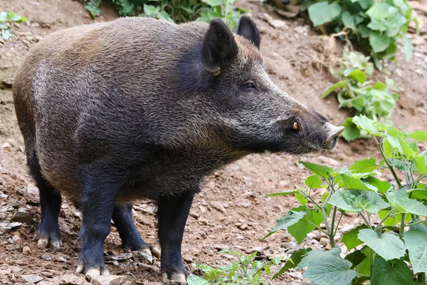 Wildschweinmännchen Gegen Skrofa Großaufnahme — Stockfoto