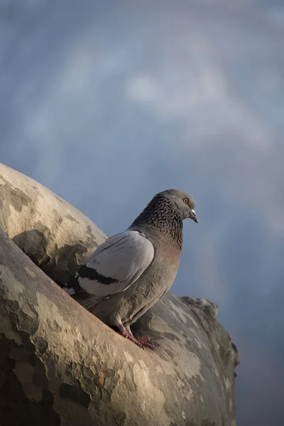 Utsikt Över Vacker Fågel Naturen — Stockfoto