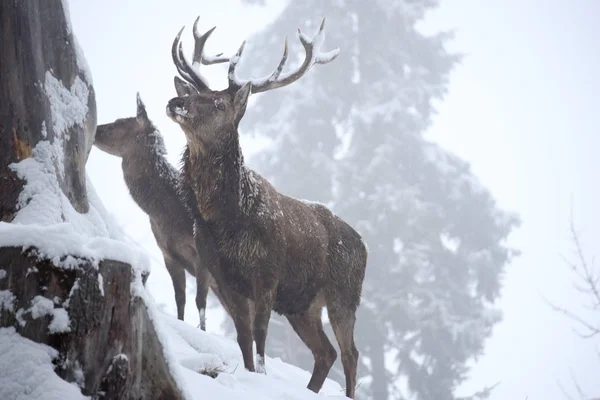 Cerfs Dans Forêt — Photo