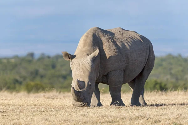 东部非洲Kenya Pejeta保留地的白犀牛 Ceratotherium Simum — 图库照片