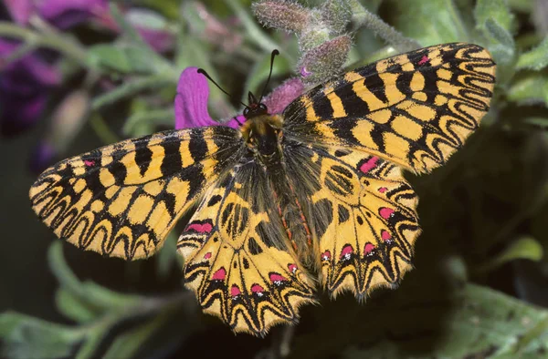 Vue Rapprochée Belle Exotique Faiblir — Photo