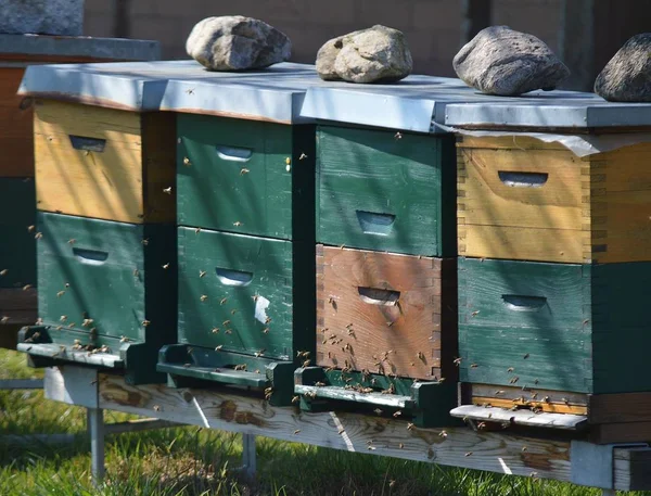 Närbild Insekter Naturen — Stockfoto