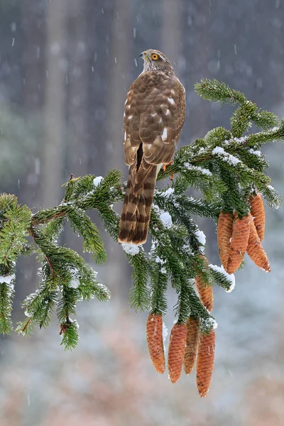 Vue Panoramique Bel Oiseau Nature — Photo