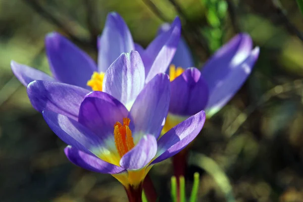 Wiesenkrokusse Frühlingsblumen Blütenblätter — Stockfoto