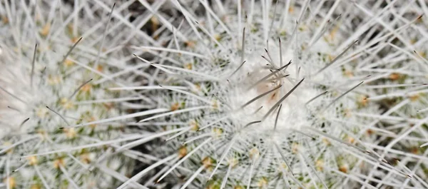 Kaktüs Bitkisi Dikenli Bitki — Stok fotoğraf