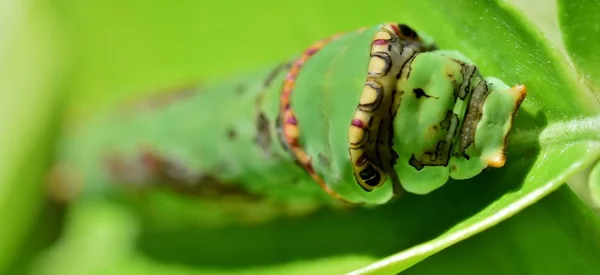 Nahaufnahme Der Grünen Königsblatt Schwalbenschwanzraupe — Stockfoto