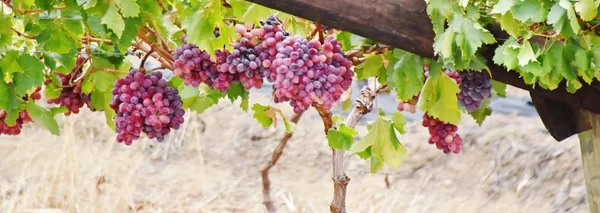 Крупним Планом Синій Виноград Зелене Листя — стокове фото