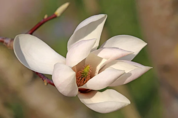 Rozkwit Magnolii Magnolia Sprengeri Cologne — Zdjęcie stockowe