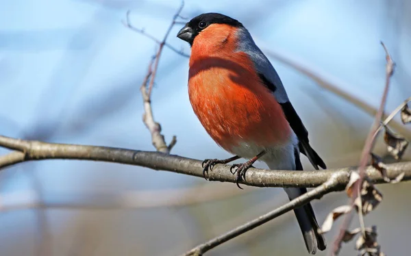 Veduta Panoramica Del Bullfinch Natura Selvaggia — Foto Stock