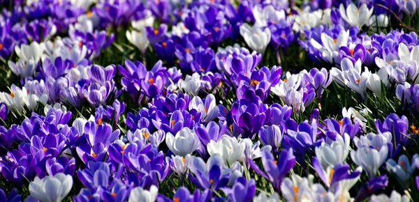 Çiçek Yaprakları Bahar Çiçekleri — Stok fotoğraf